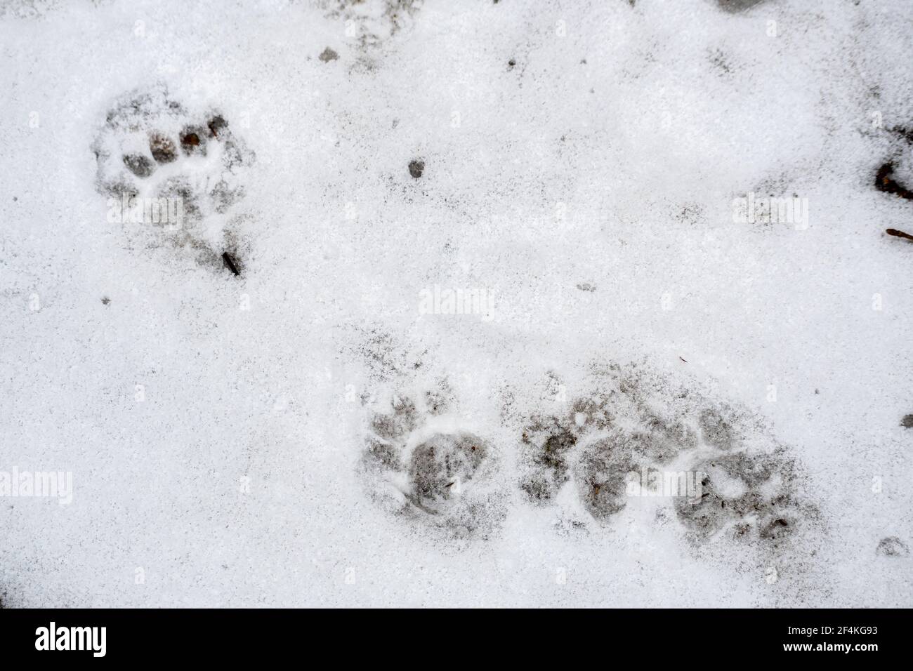 Badger footprint in the snow in winter or spring in the forest or woods, close up Stock Photo