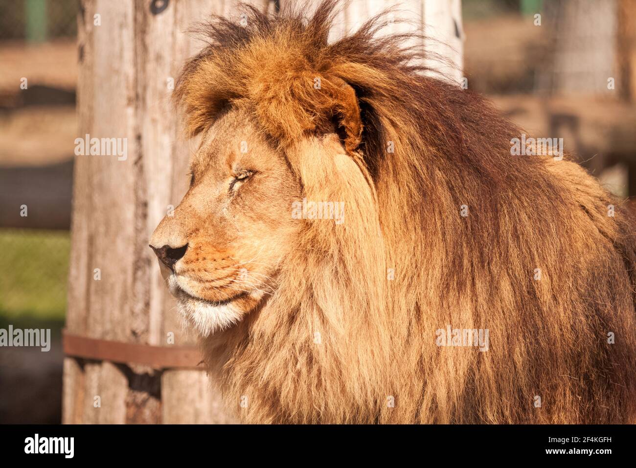 Lovely animals hi-res stock photography and images - Alamy