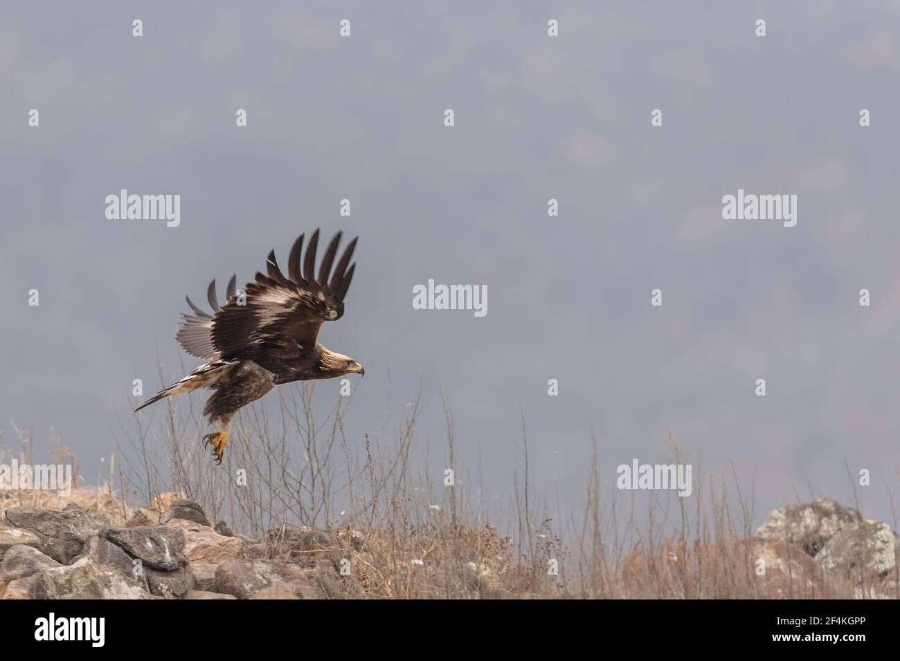 Golden Eagle (Orel skalní) in his natural enviroment in Europe country Stock Photo