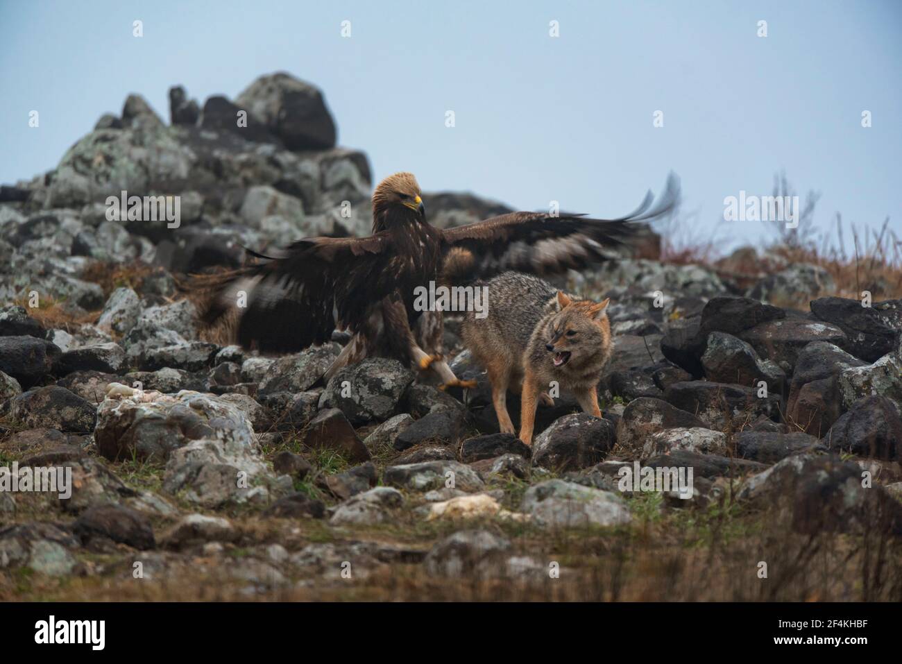 Eagle with jackal Stock Photo