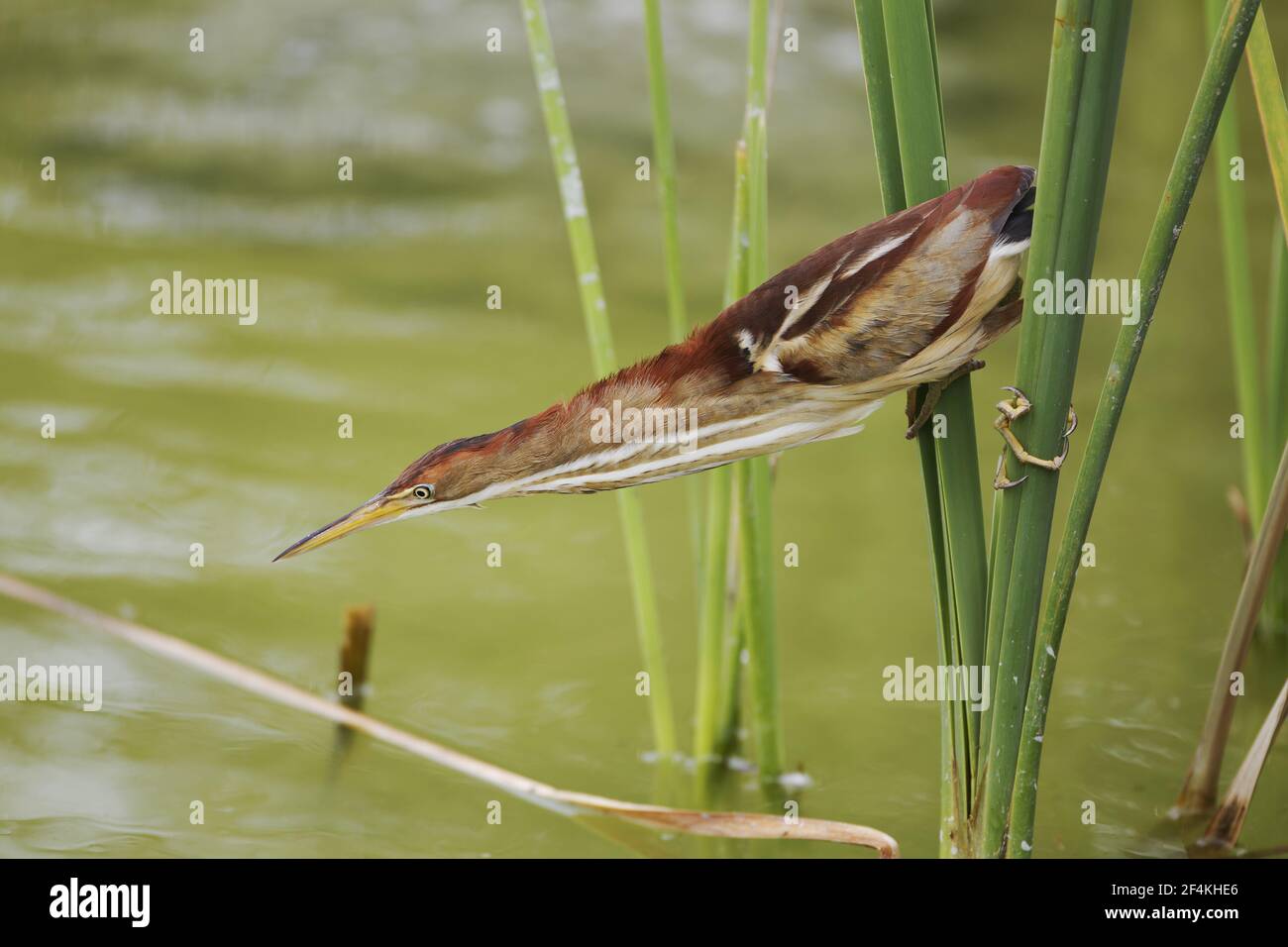 Least Bittern - extending neck to catch fish Ixobrychus exilis Port Aransas Texas, USA BI022567 Stock Photo