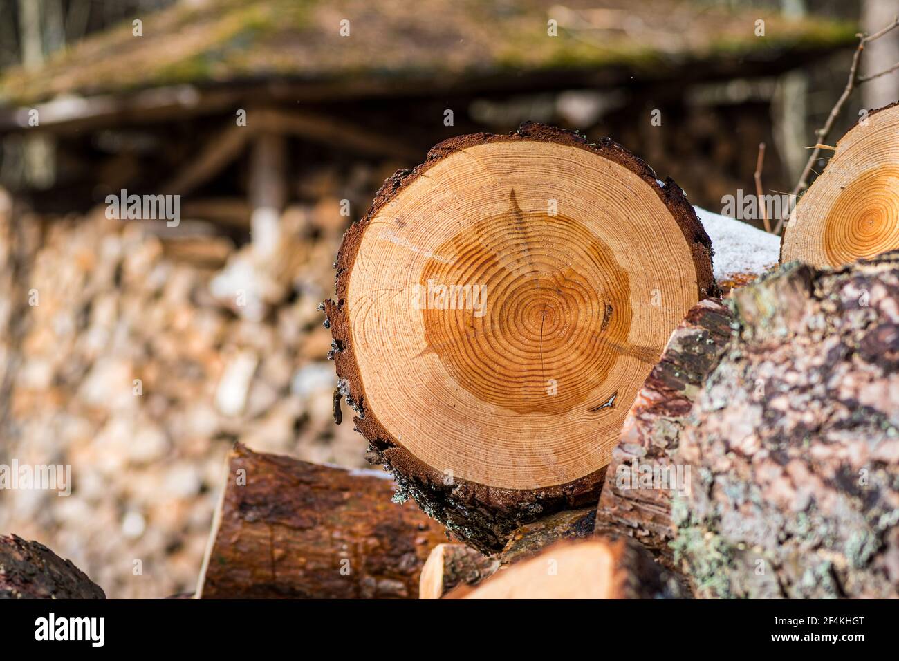 Stack or pile composed of blocks, pieces or logs of wood in winter or spring with snow. Stacking wood for drying and storage, close up Stock Photo