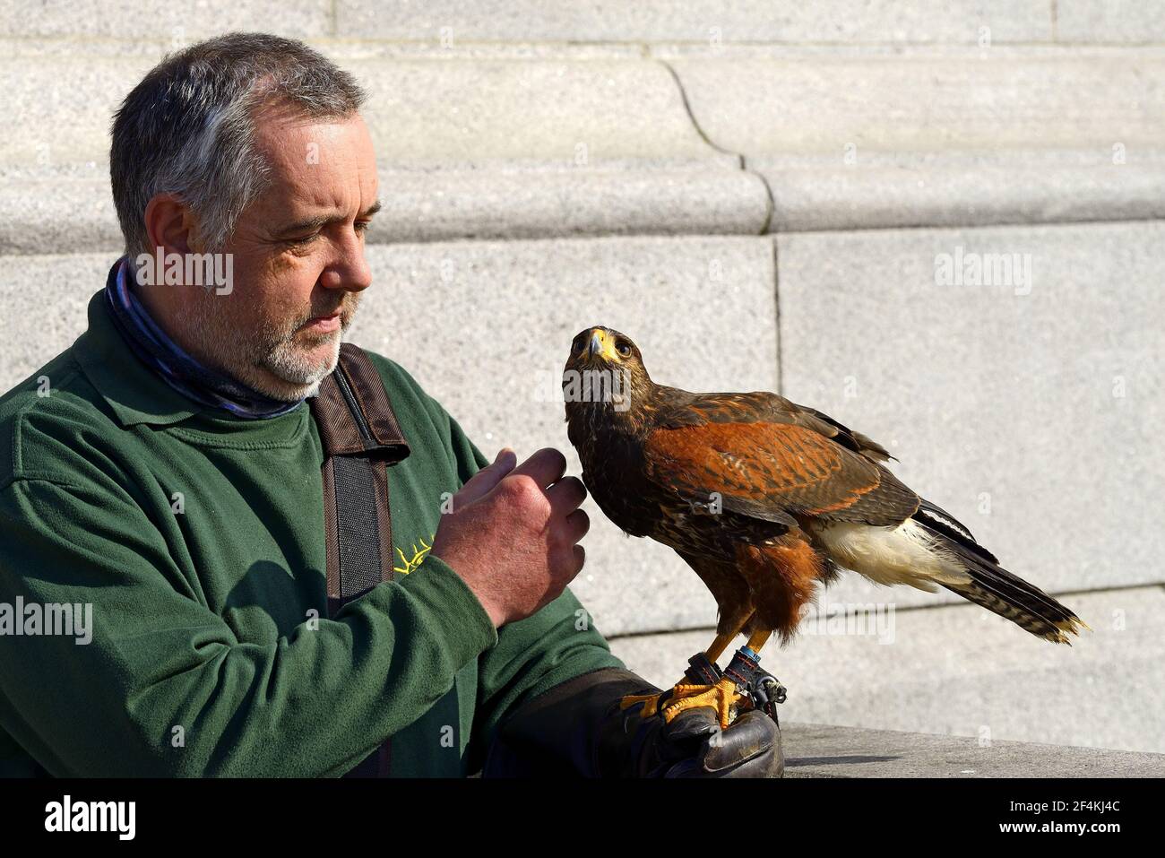 London, England, UK. Trafalgar Square. Harris's hawk (Parabuteo unicinctus - female) trained to chase away pigeons from the square, with her Harris Ha Stock Photo