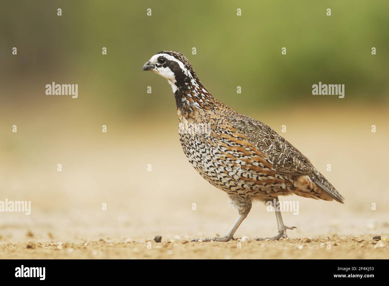 Bobwhite - male Calinus virginianus South Texas, USA BI022606 Stock ...