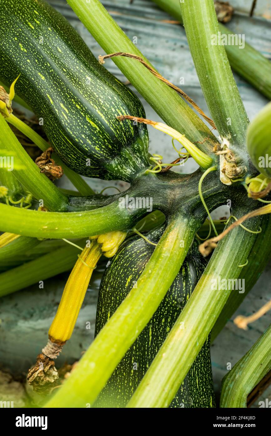 Squash family hires stock photography and images Alamy