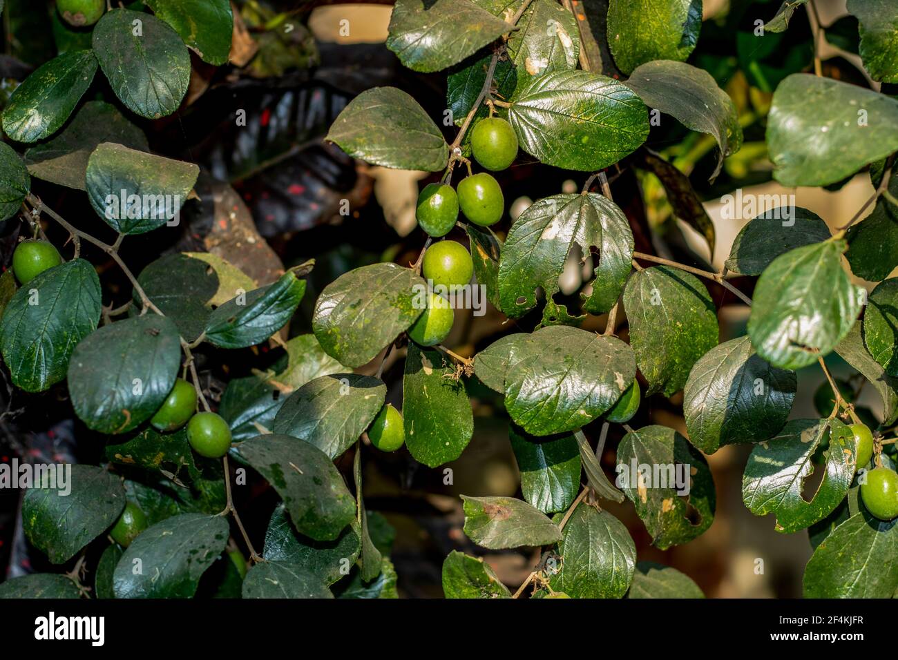 Kul Boroi or Green jujube and huge sour green plums close-up shot on a village Stock Photo