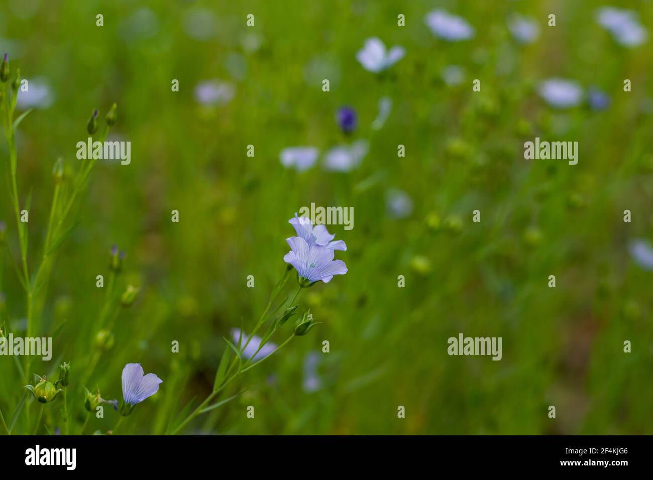 Linseed that is the small, reddishbrown or goldenyellow seed of the