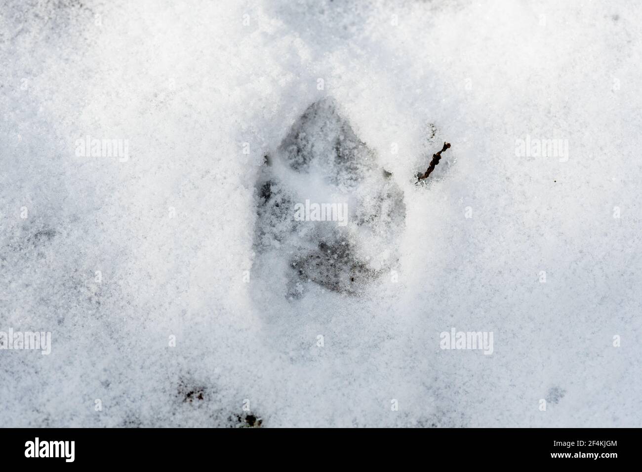 Fox footprint in the snow in winter or spring in the forest or woods, close up Stock Photo