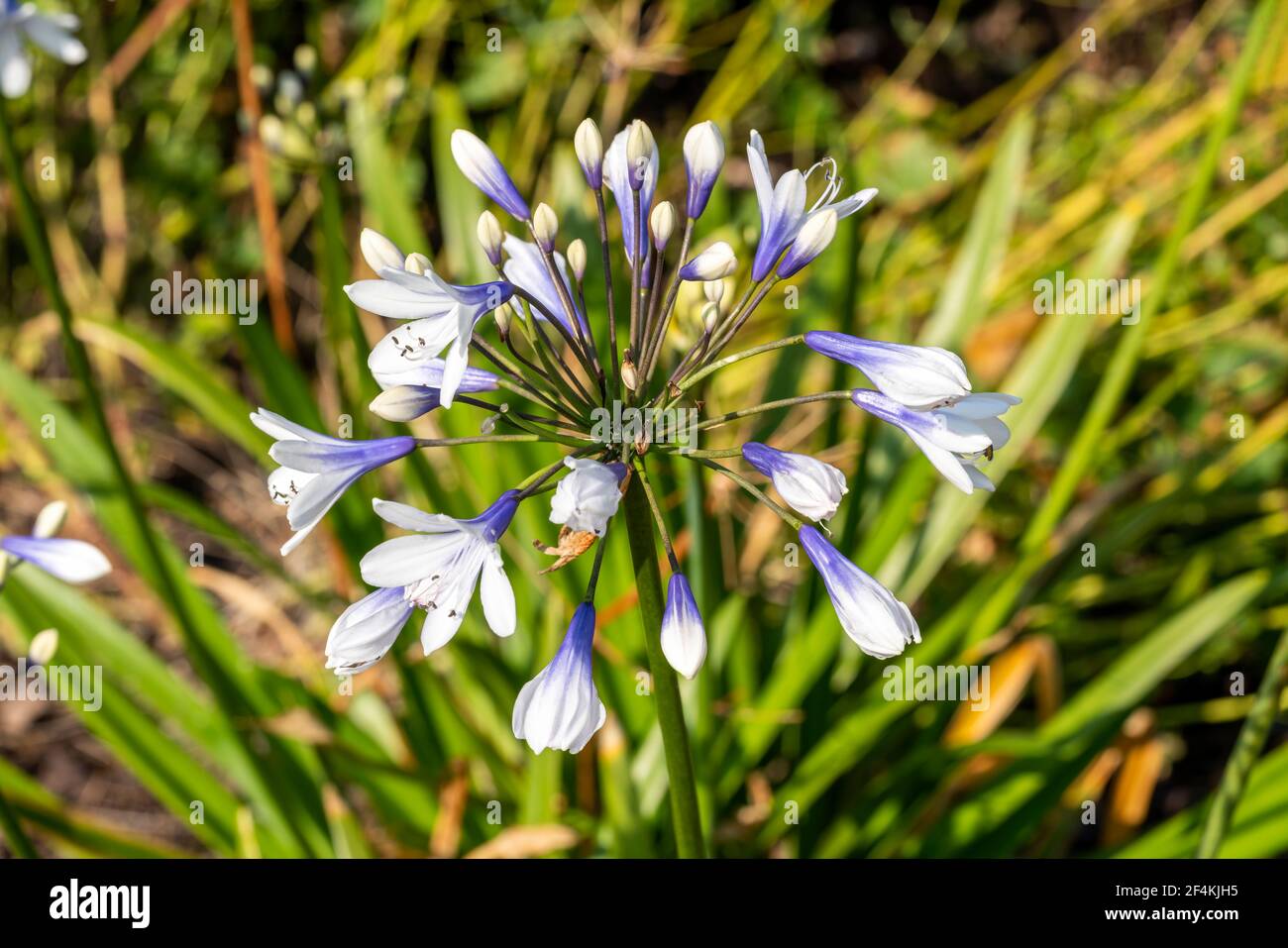 Agapanthus africanus 'Twister' a summer flowering plant with blue white springtime flower commonly known as African lily, stock photo image Stock Photo