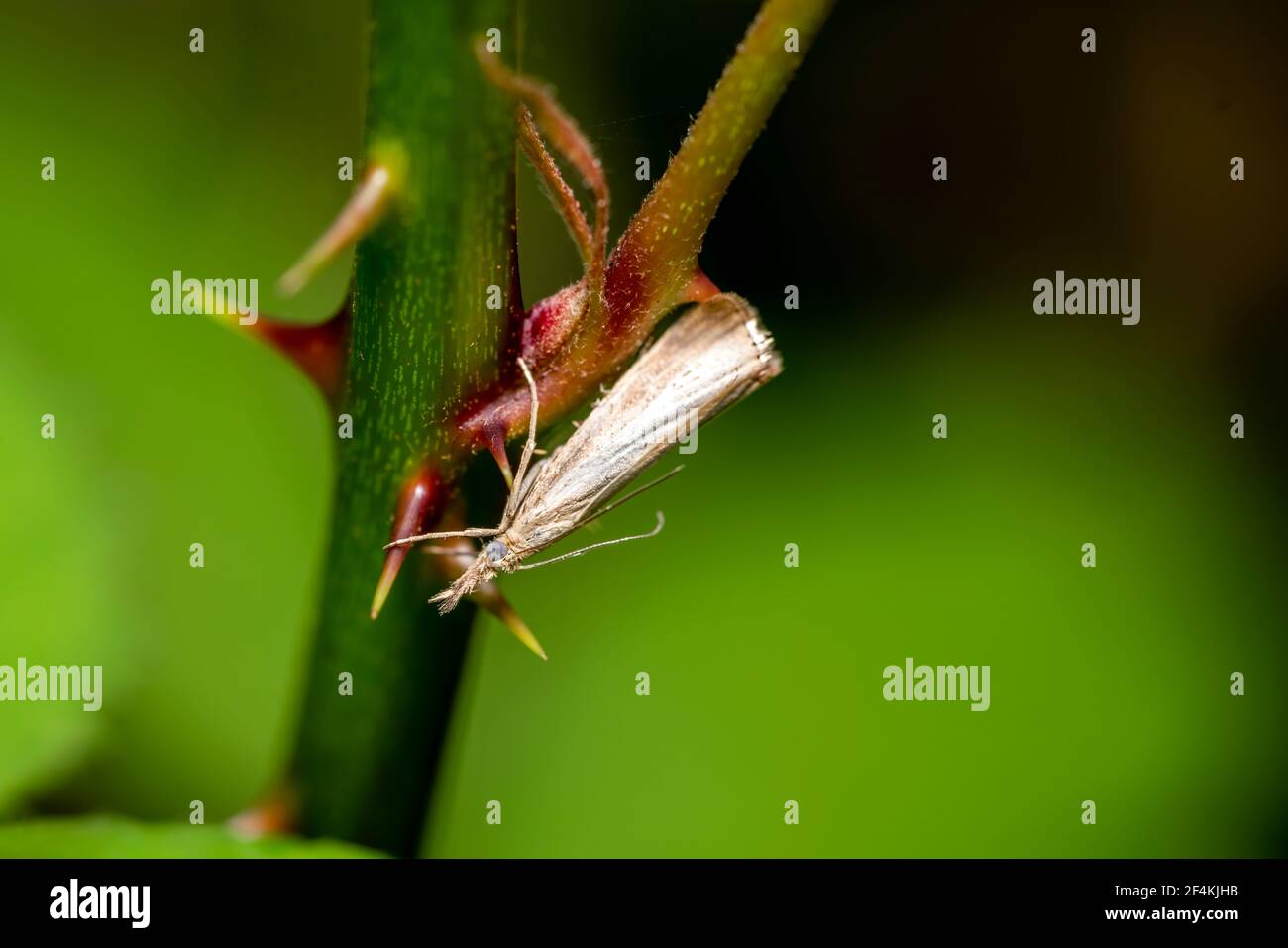 A small grass moth of the crambidae family resting on a grass plant which is a white brown insect flying in spring and summer, stock photo image Stock Photo