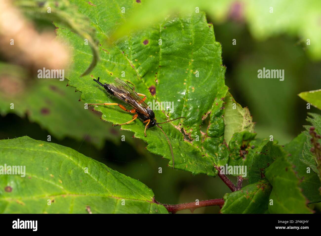 Black Slip Wasp (Pimpla rufipes) a parasitic black flying insect with orange  legs, stock photo image Stock Photo - Alamy