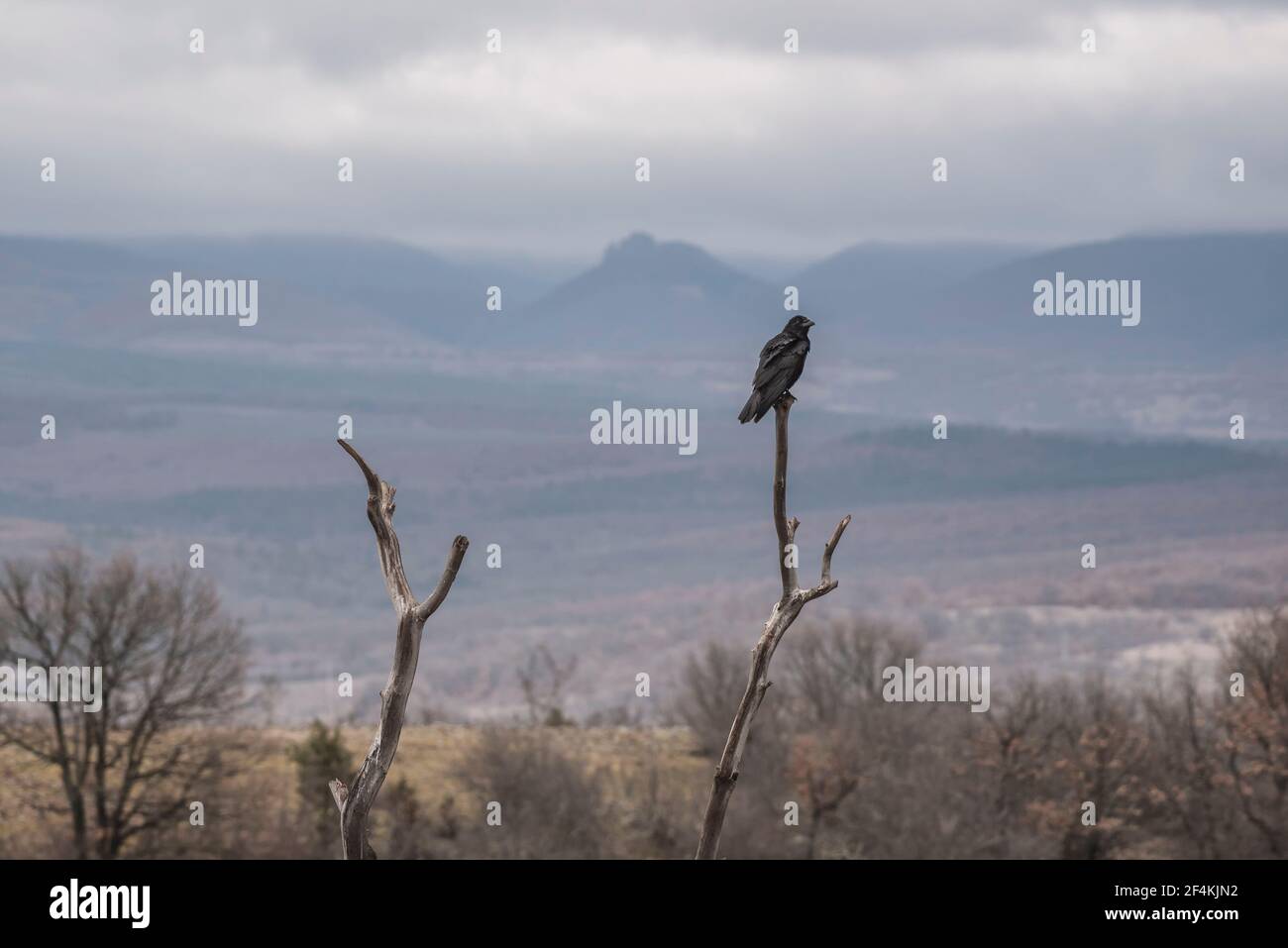 Crows - vrány Stock Photo