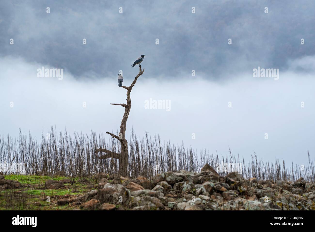 Crows rocks hi-res stock photography and images - Alamy