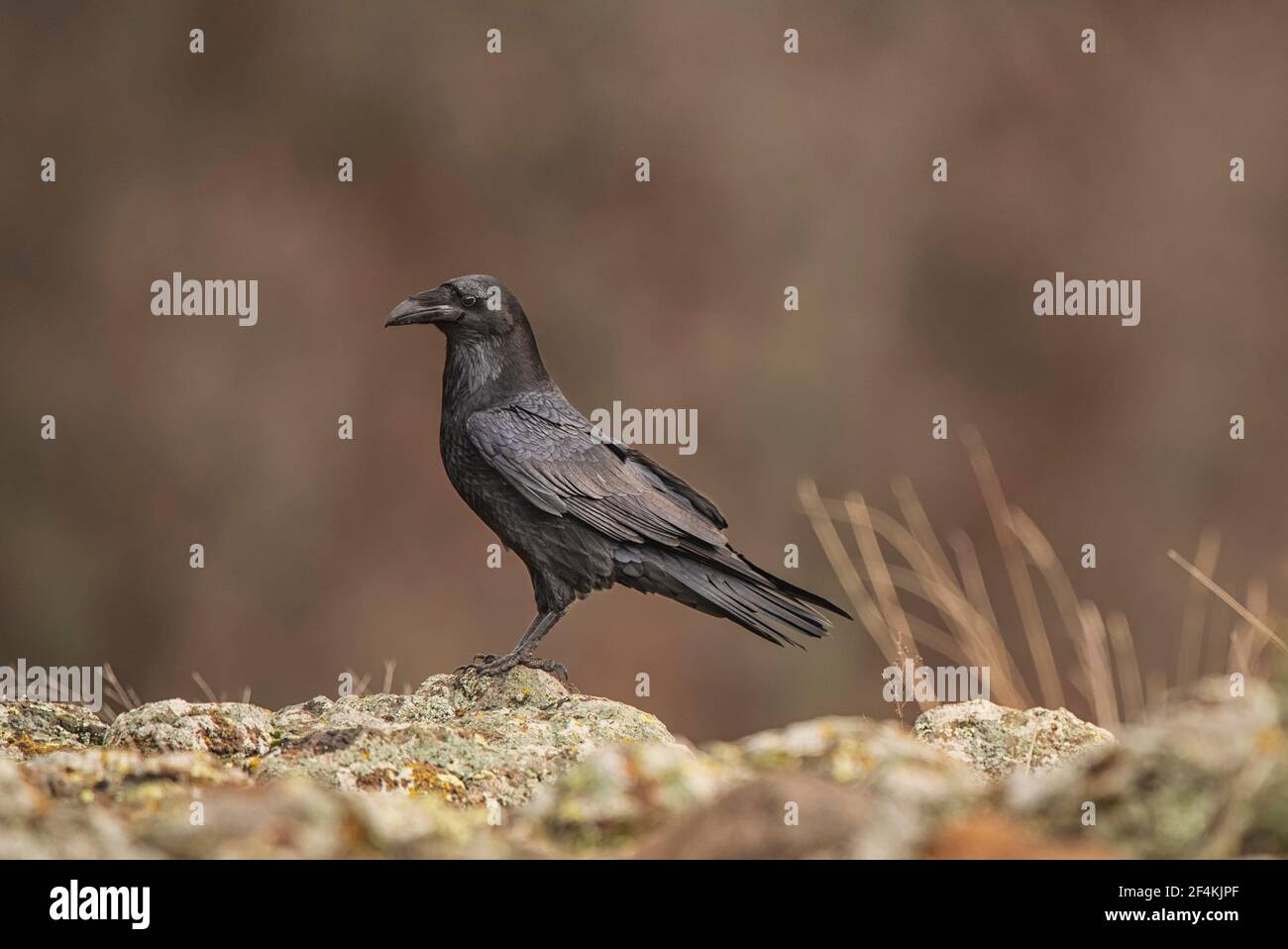 Crows - vrány Stock Photo