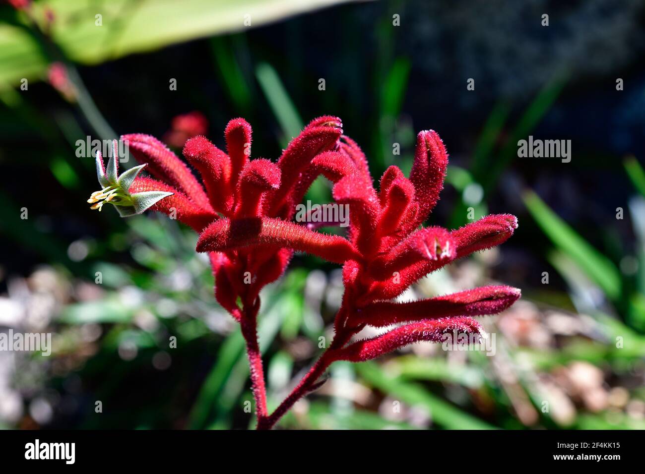 Australia, blooming kangaroo paw plant Stock Photo Alamy