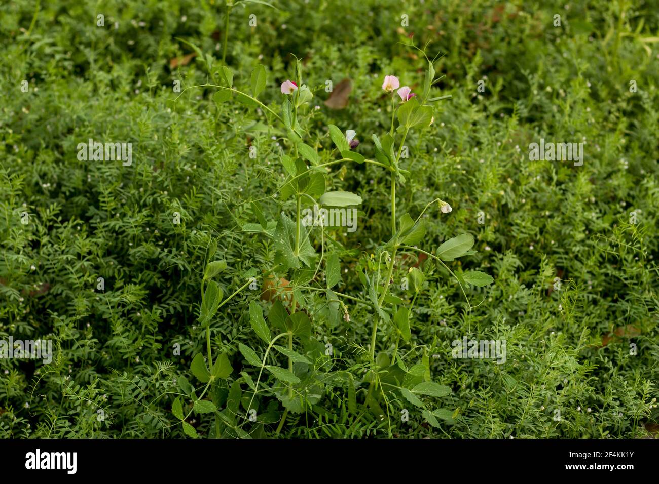 The lentil and pea is edible food and vegetables it's an annual plant known for its lens-shaped seed's soft pink and green color Stock Photo