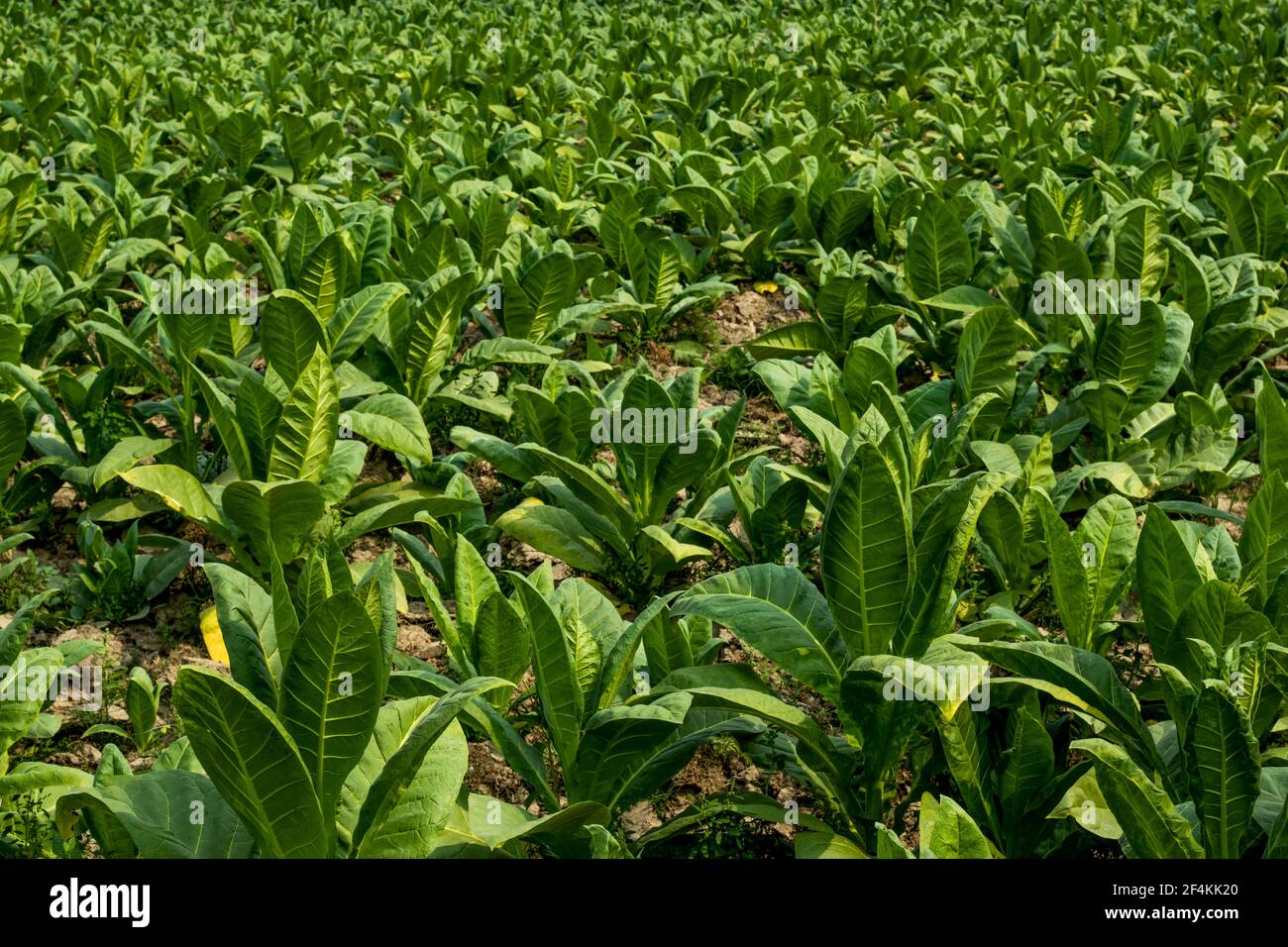 Tobacco leaf hires stock photography and images Alamy