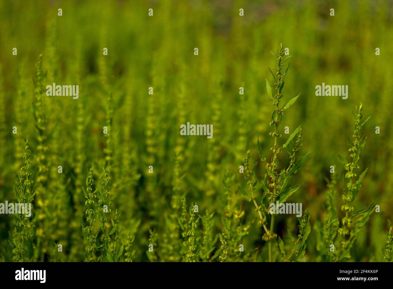 The wild pattern grass plant that name is Mosyakin and Clemants or Dysphania ambrosioides Stock Photo