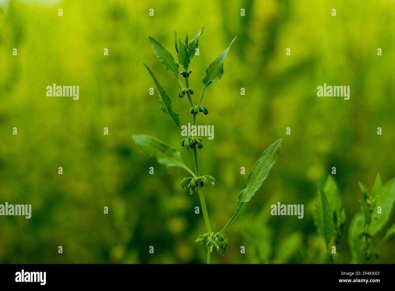 The wild grass plant that name is Dysphania ambrosioides or Mosyakin and Clemants Stock Photo