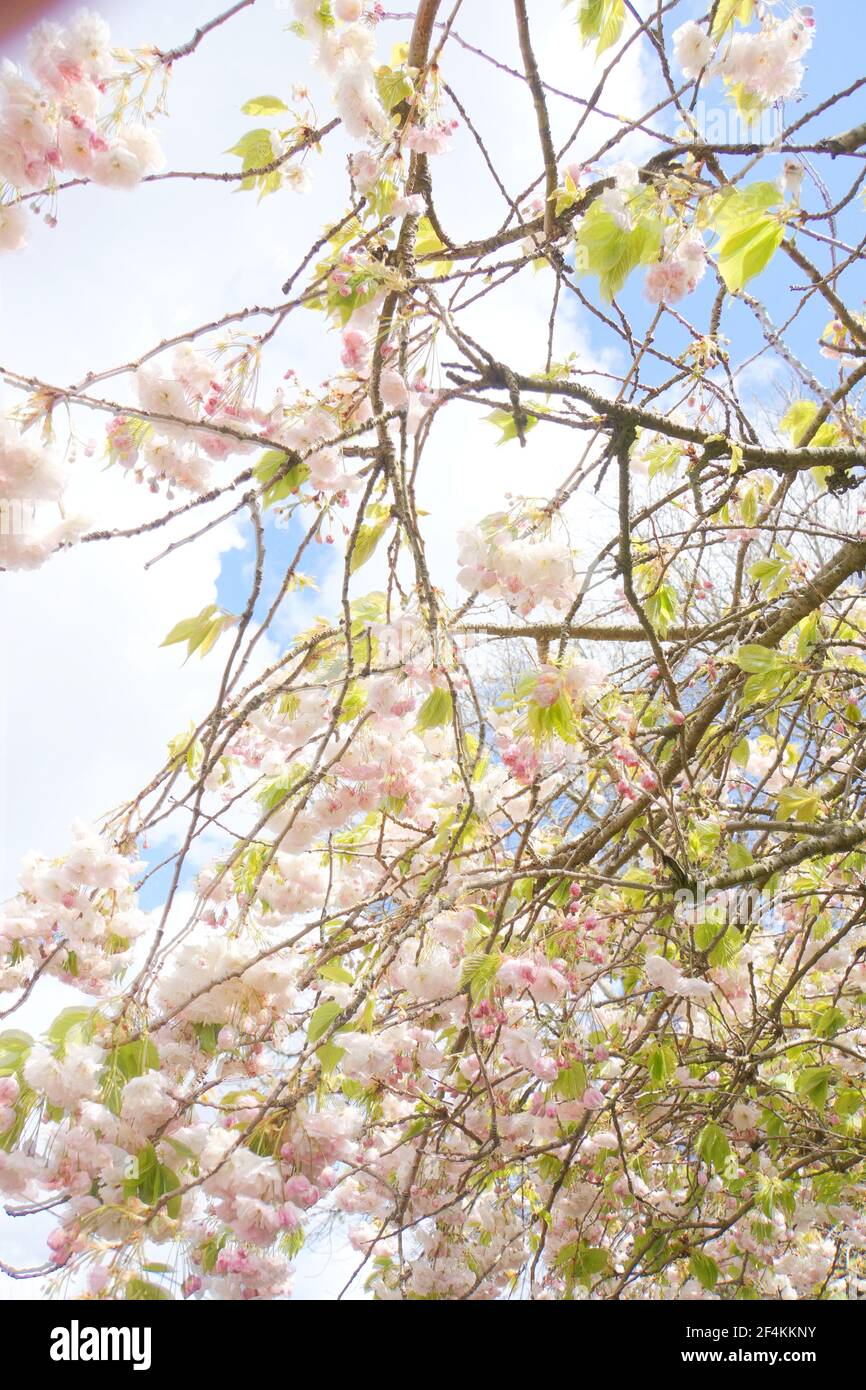 Seasonal cherry blossom hi-res stock photography and images - Alamy