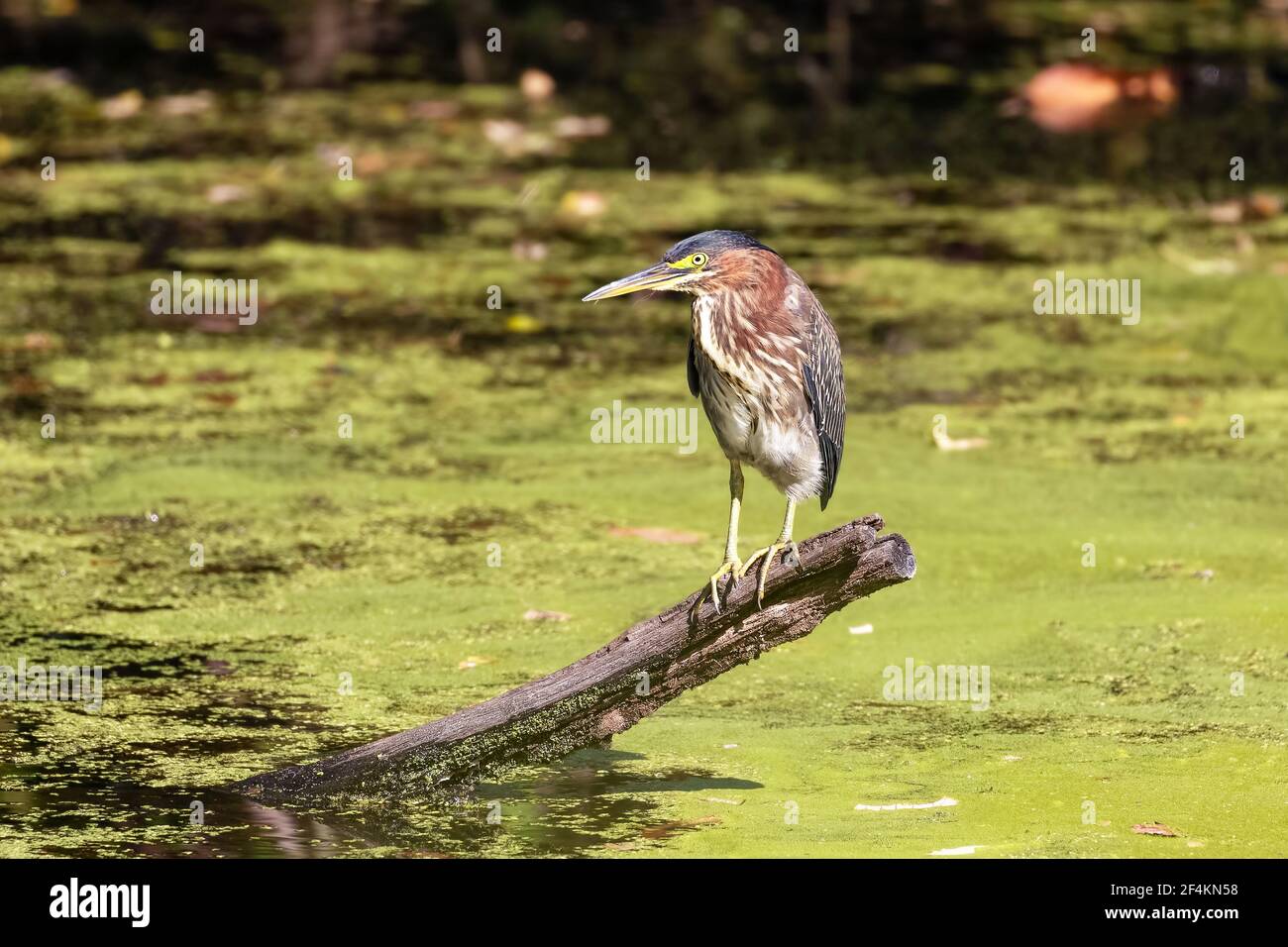 Green heron fishing from a tree stump over a stream covered in green duckweed Stock Photo