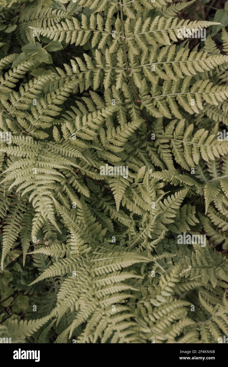 Beautiful fern hi-res stock photography and images - Alamy