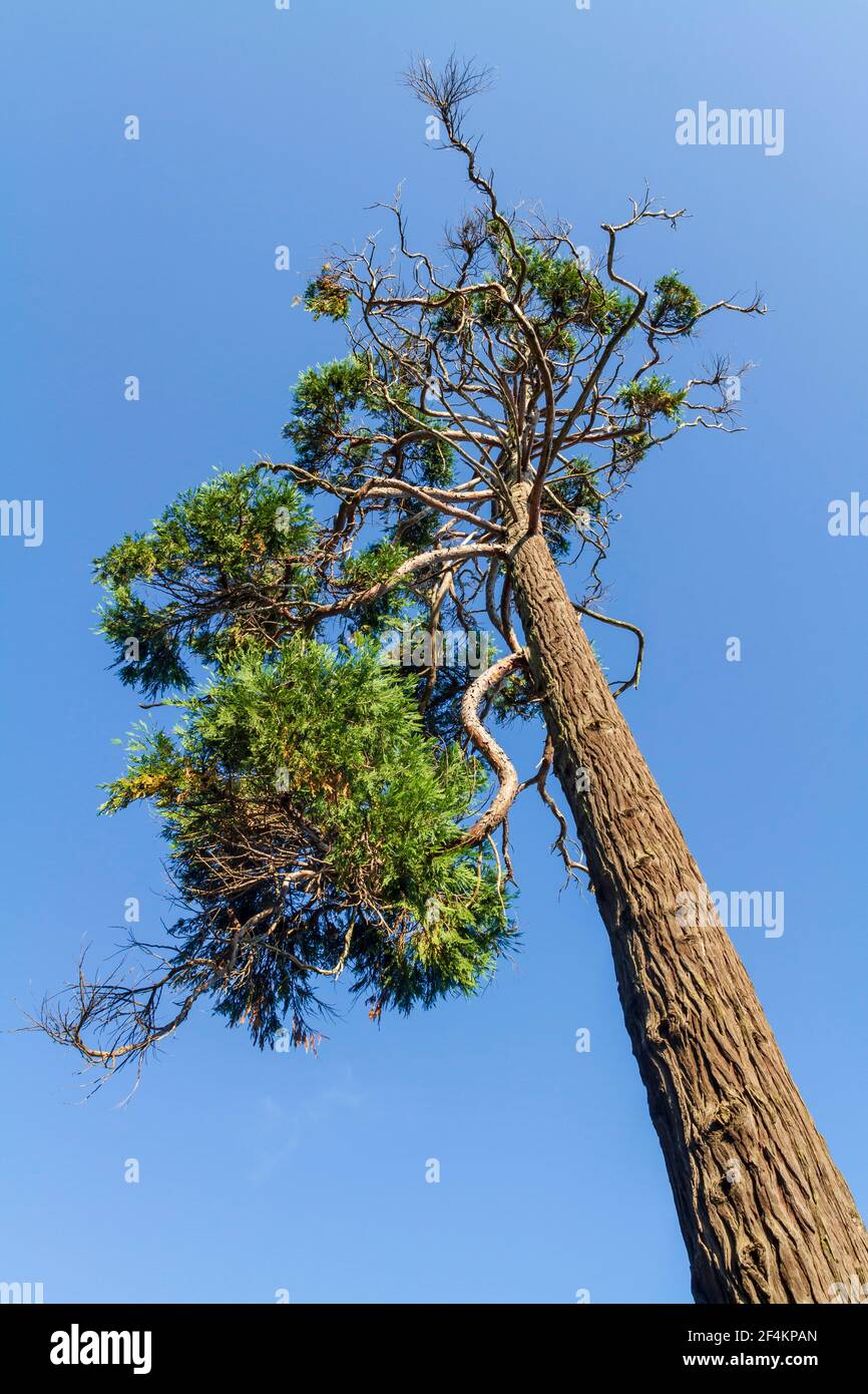 Tall pine tree. Branches of a pine on blue sky background Stock Photo ...