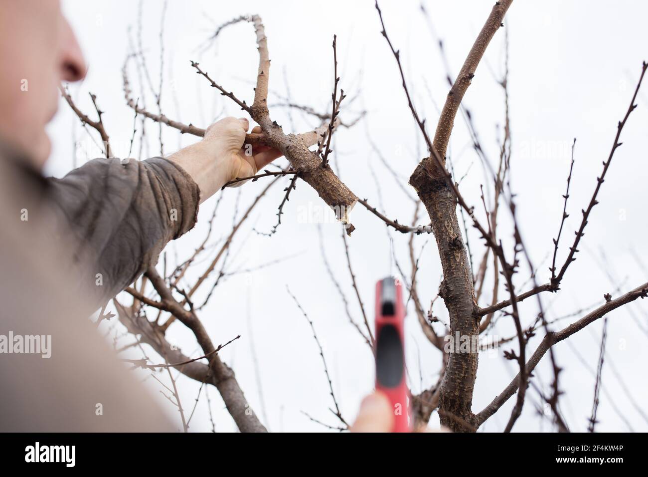Pruning fruit trees hi-res stock photography and images - Alamy
