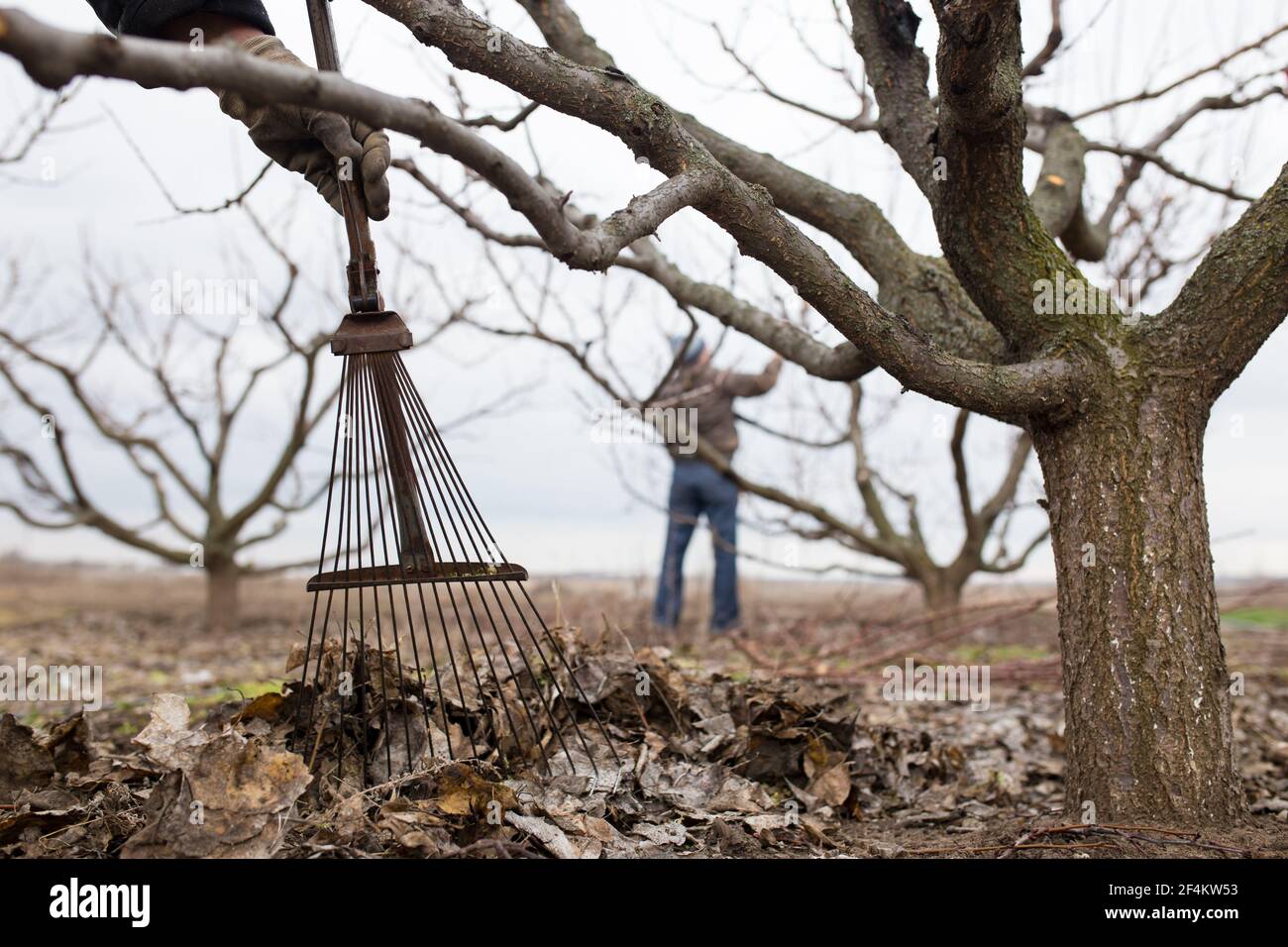 Pruning Rakes Hands with metal rakes collecting old leafs in a heap. with man pruning ...