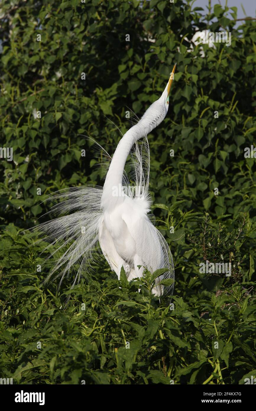 Great White Egret - Male displaying Ardea alba High Island Rookery ...