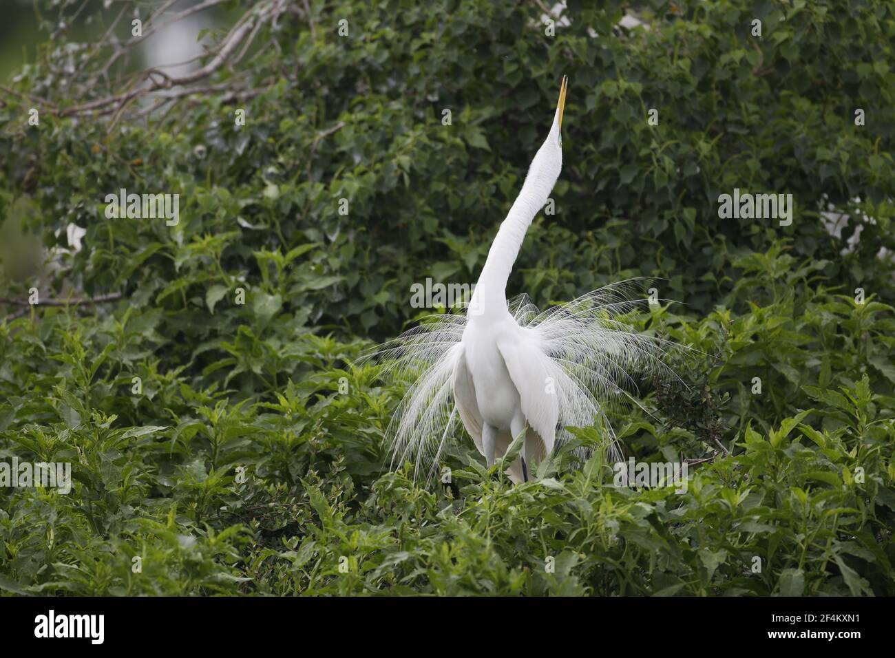 Great White Egret - Male displaying Ardea alba High Island Rookery ...