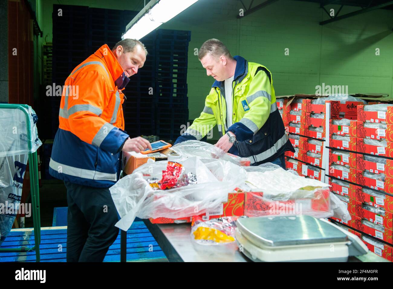 Rotterdam, Netherlands. Two men checking a just arrived shipload of grapes, inside a cooled harbor warehouse. Stock Photo