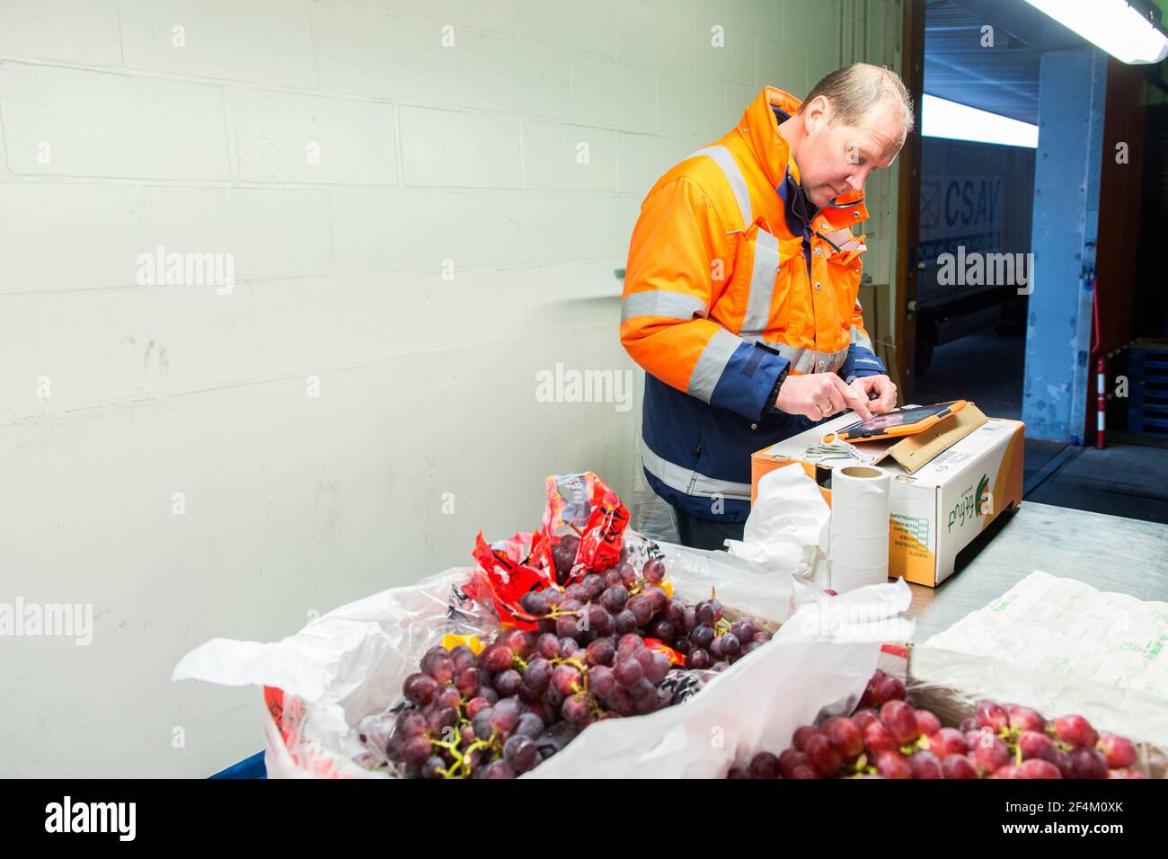 Rotterdam, Netherlands. One man checking a just arrived shipload of grapes, inside a cooled harbor warehouse. Stock Photo