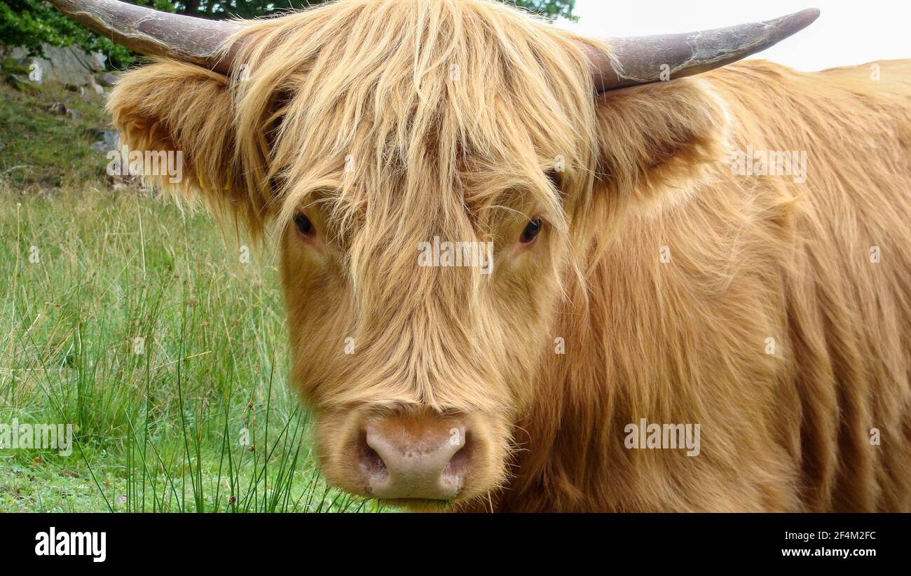 Hair of highland cattle hires stock photography and images Alamy
