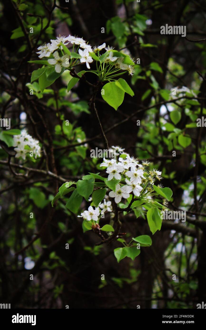 white blossoms among green leaves Stock Photo