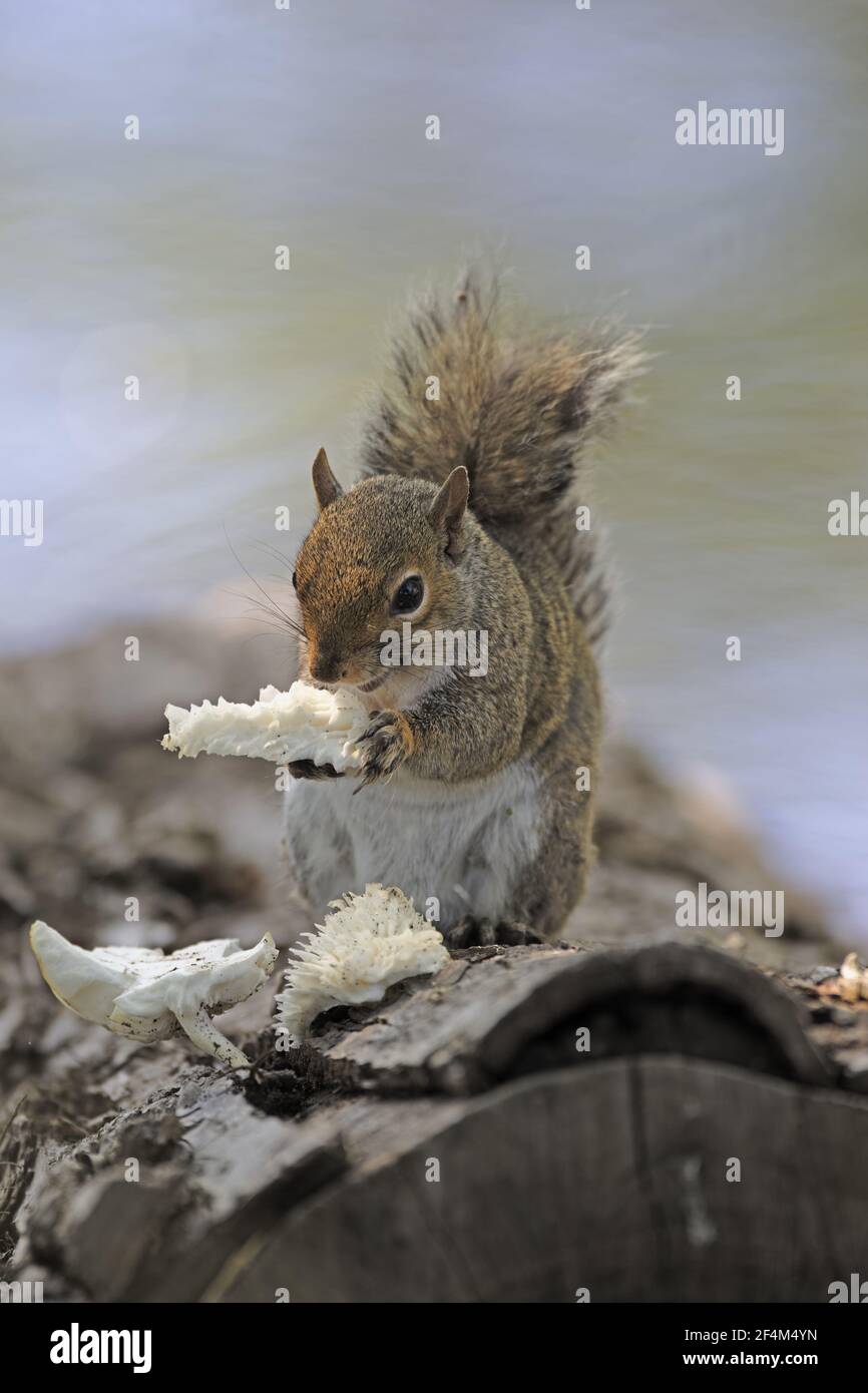 Grey Squirrel - eating fungiSciurus carolinensis Brazos Bend State Park Texas, USA MA002367 Stock Photo