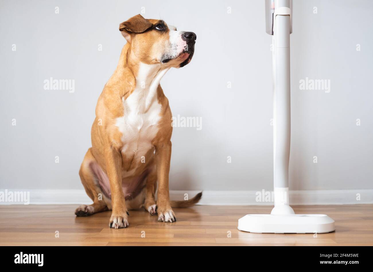 Dog sits next to a vacuum cleaner. Pets with household objects, puppy is afraid of a loud vacuum cleaner Stock Photo