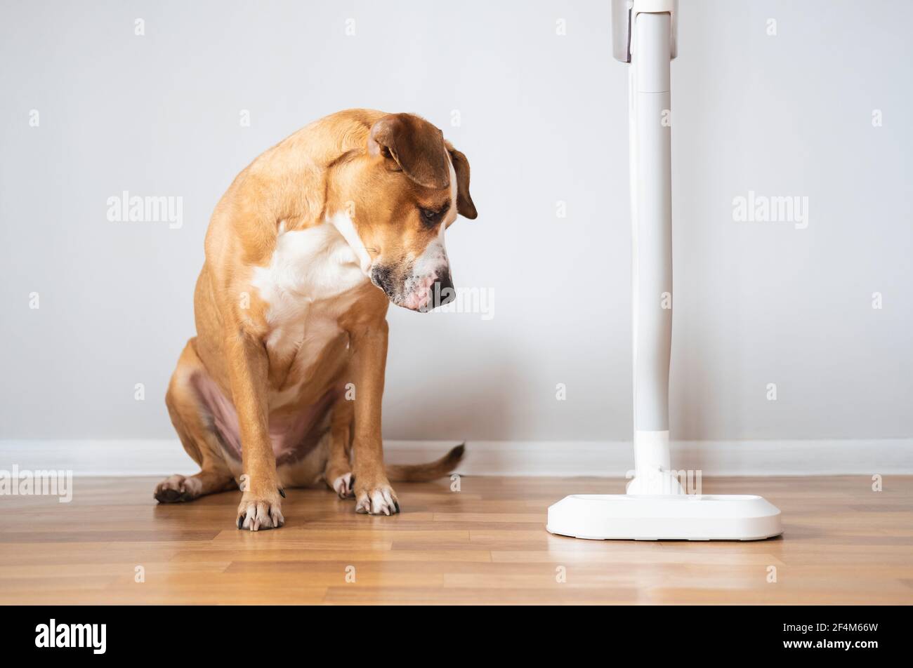 Dog looks at a vacuum cleaner. Pets with household objects, puppy is afraid of a loud vacuum cleaner Stock Photo