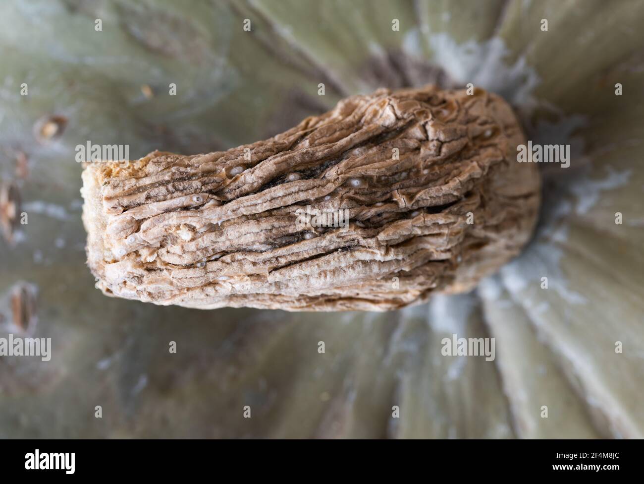 Heirloom Pumpkin Stem Close Up Stock Photo