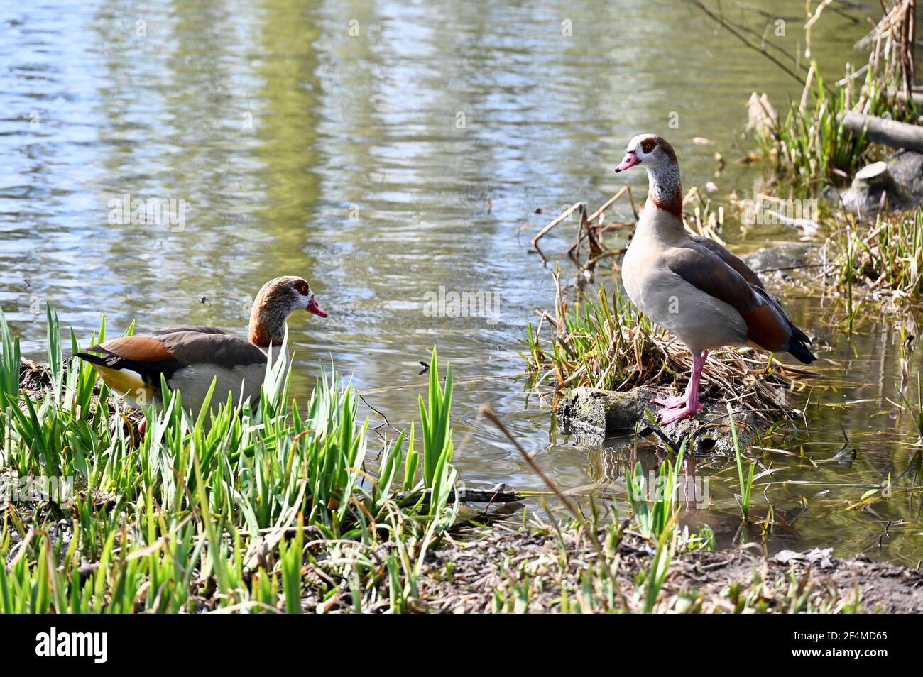 Footscray Meadows, Sidcup, Kent, UK. 22nd March, 2021. UK Weather. Sidcup, Kent. UK. A pair of Egyptian geese ((Alopochen aegyptiacus) enjoyed the warmth of the sun on the third day of Spring as temperatures rose to 14 degrees on Footscray Meadows. Credit: michael melia/Alamy Live News Stock Photo