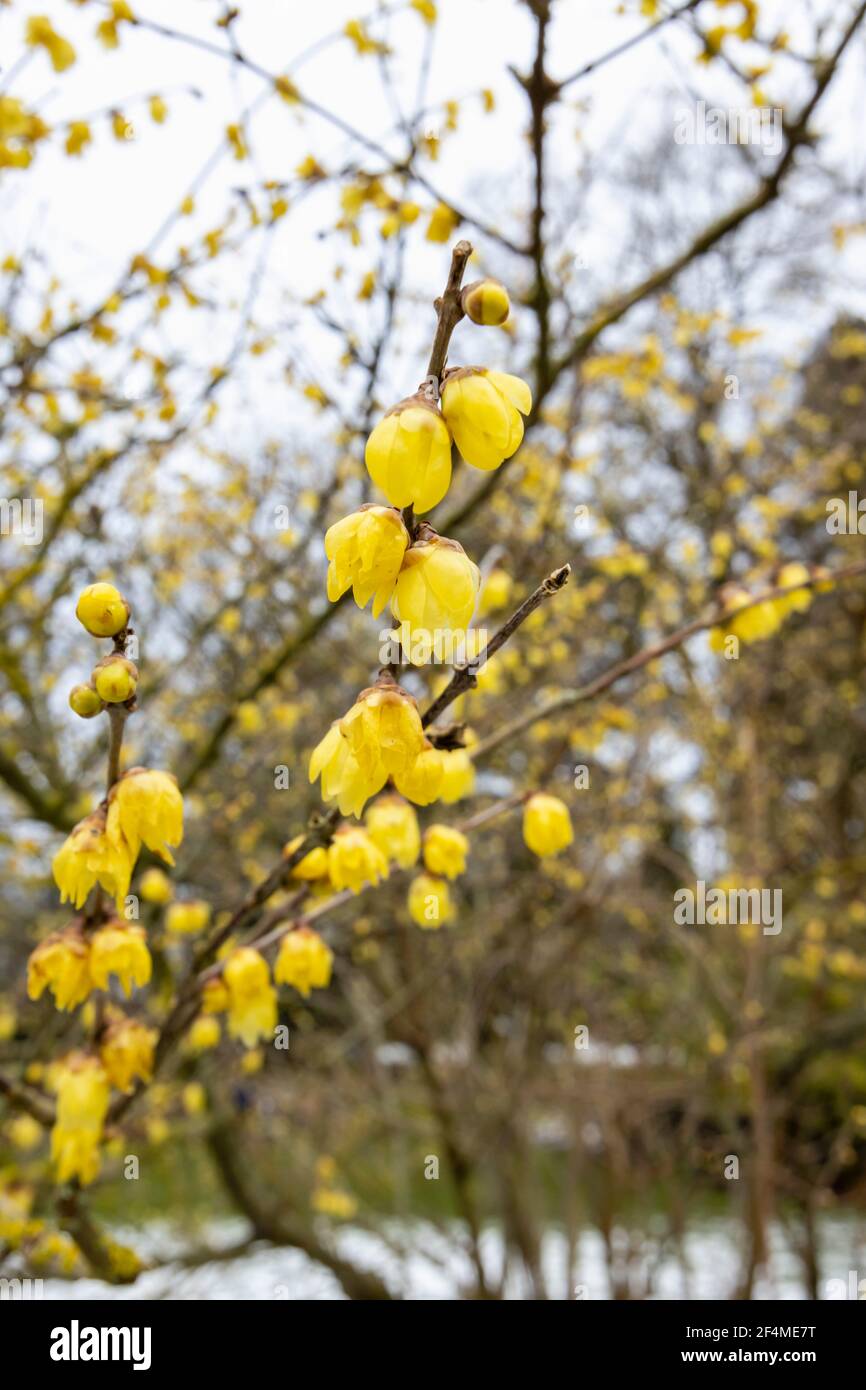 Small, delicate yellow flowers of fragrant wintersweet Chimonanthus praecox 'Luteus' in RHS Garden, Wisley, Surrey, south-east England, in winter Stock Photo