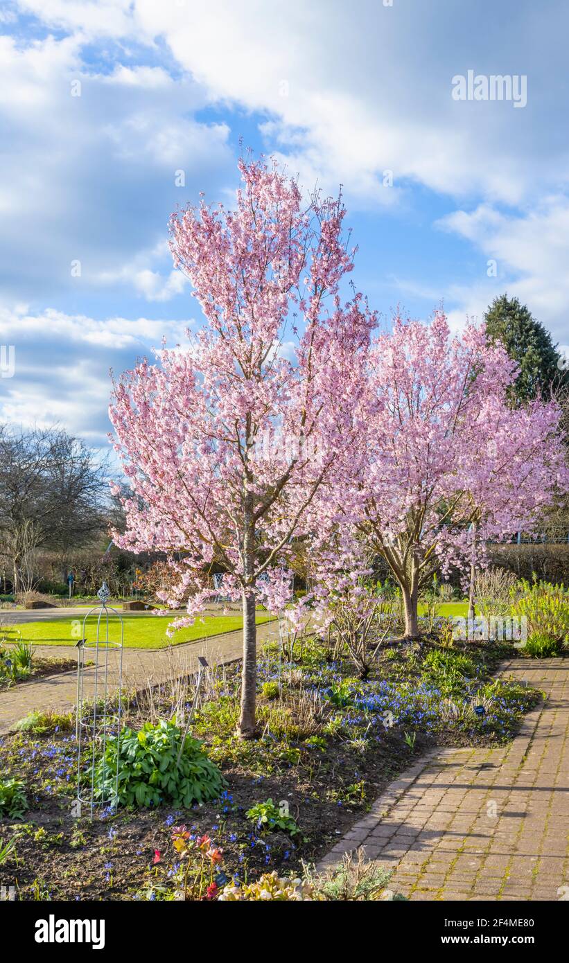 Prunus pendula var. ascendens 'Rosea', ornamental weeping cherry tree with pink blossom in RHS Garden, Wisley, Surrey, SE England in early spring Stock Photo