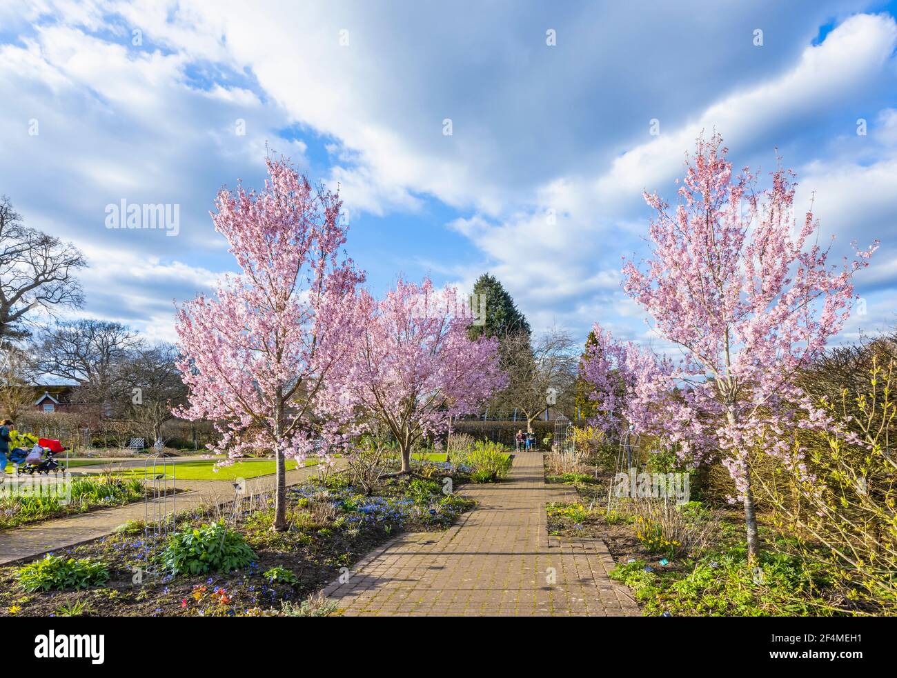 Prunus pendula var. ascendens 'Rosea', ornamental weeping cherry tree with pink blossom in RHS Garden, Wisley, Surrey, SE England in early spring Stock Photo