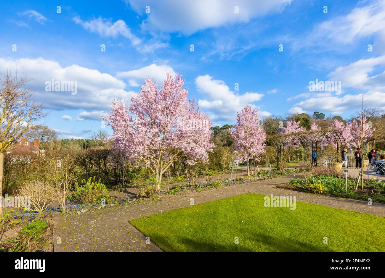 Prunus pendula var. ascendens 'Rosea', ornamental weeping cherry tree with pink blossom in RHS Garden, Wisley, Surrey, SE England in early spring Stock Photo