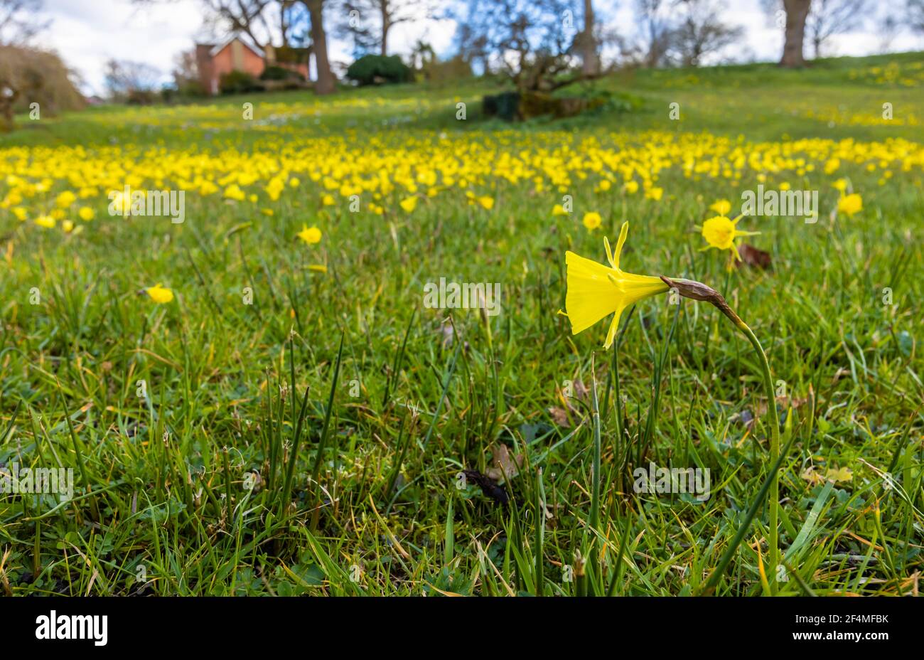 View of hooped petticoat daffodils flowering in late winter to early spring on the Alpine Meadow at RHS Garden, Wisley, Surrey, south-east England Stock Photo