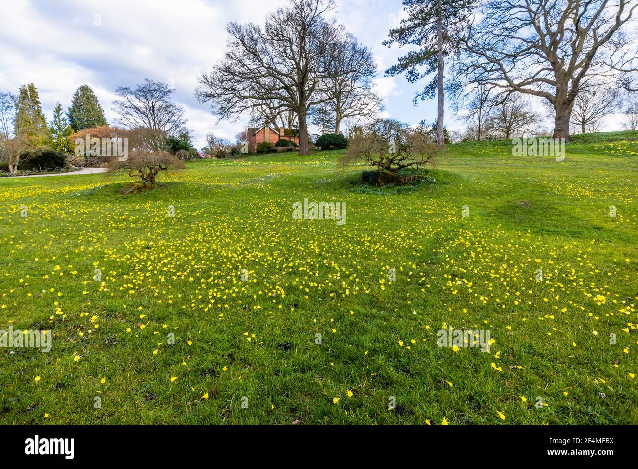View of hooped petticoat daffodils flowering in late winter to early spring on the Alpine Meadow at RHS Garden, Wisley, Surrey, south-east England Stock Photo