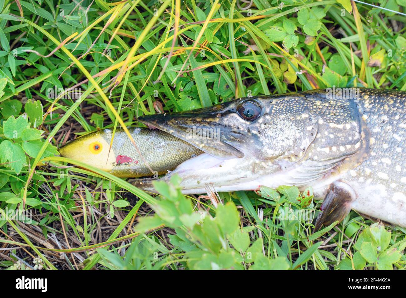 Pike with wobbler or jerkbait in the mouth on grass. Esox Lucius Stock Photo