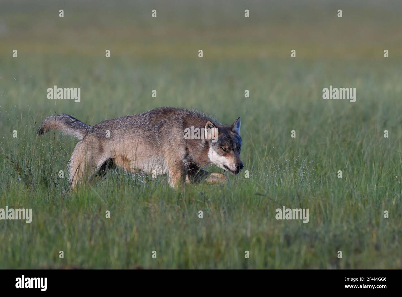 European Wolf Stock Photo