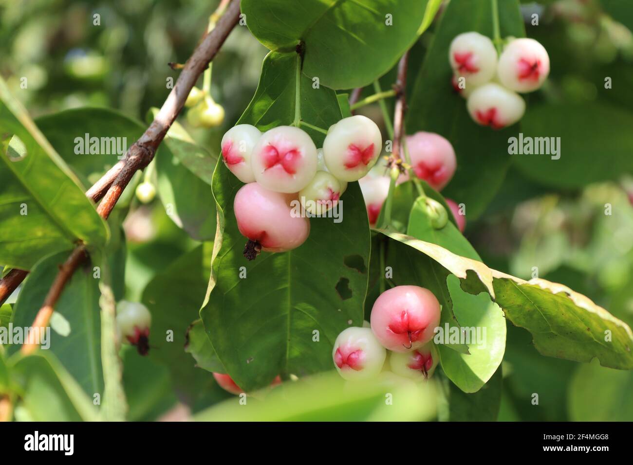 Jumbu fruit. Stock Photo