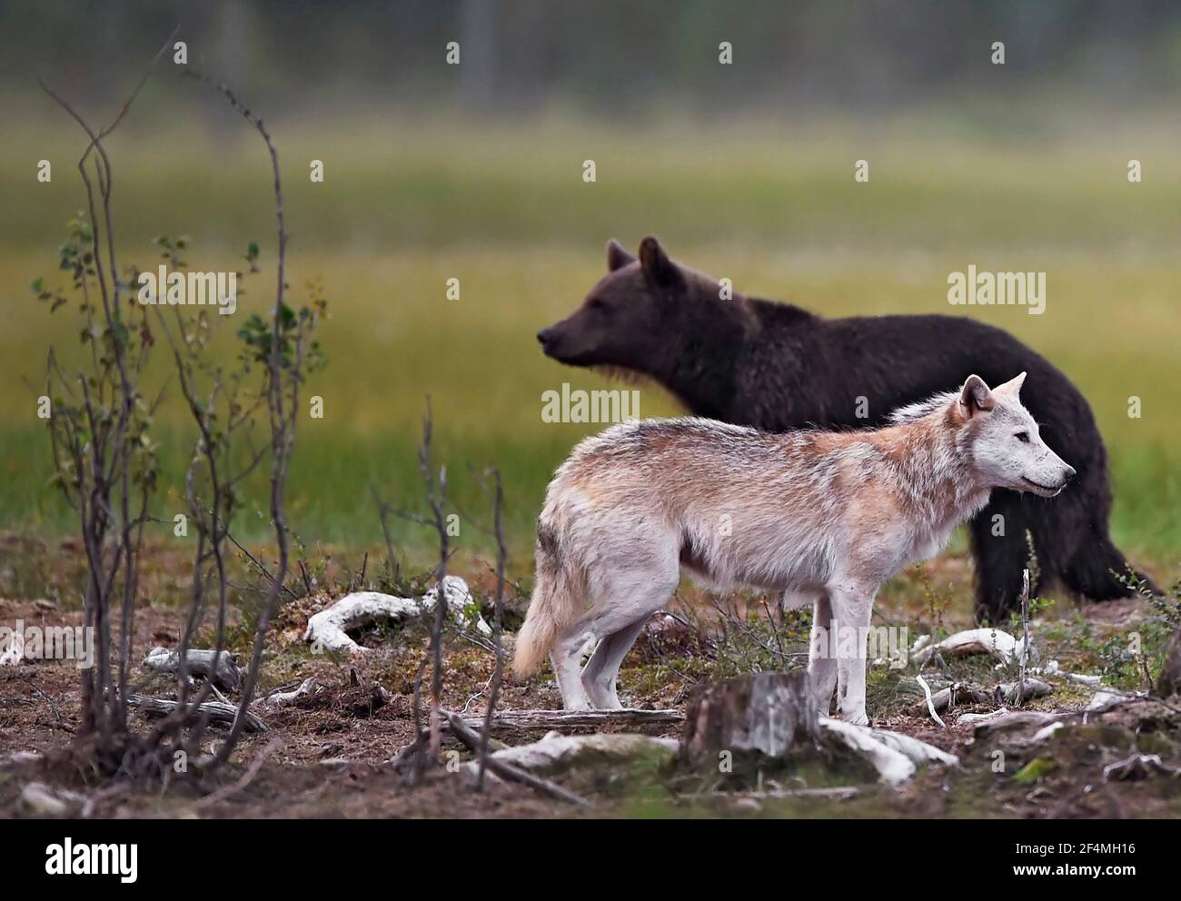 European Wolf Stock Photo